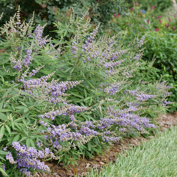 Proven Winners Direct Rock Steady Chastetree (Vitex agnus-castus) - New Proven Winners Variety 2025