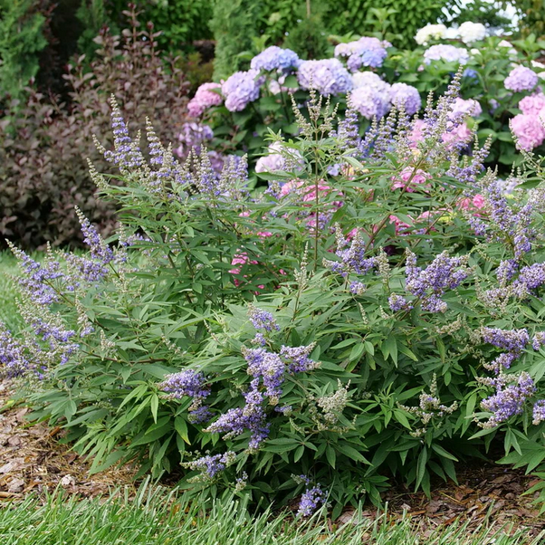 Proven Winners Direct Rock Steady Chastetree (Vitex agnus-castus) - New Proven Winners Variety 2025