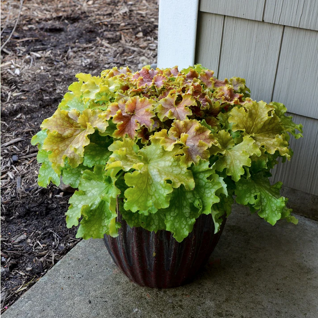 Proven Winners Direct Dolce 'Apple Twist' Coral Bells (Heuchera)