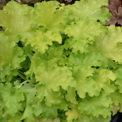 Proven Winners Direct Dolce 'Apple Twist' Coral Bells (Heuchera)