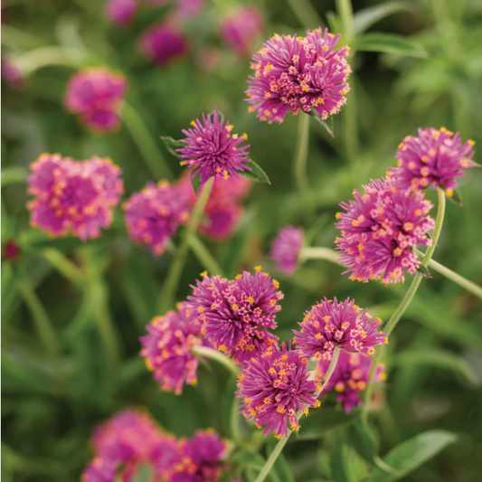 Proven Winners Direct Truffula Pink (Gomphrena)