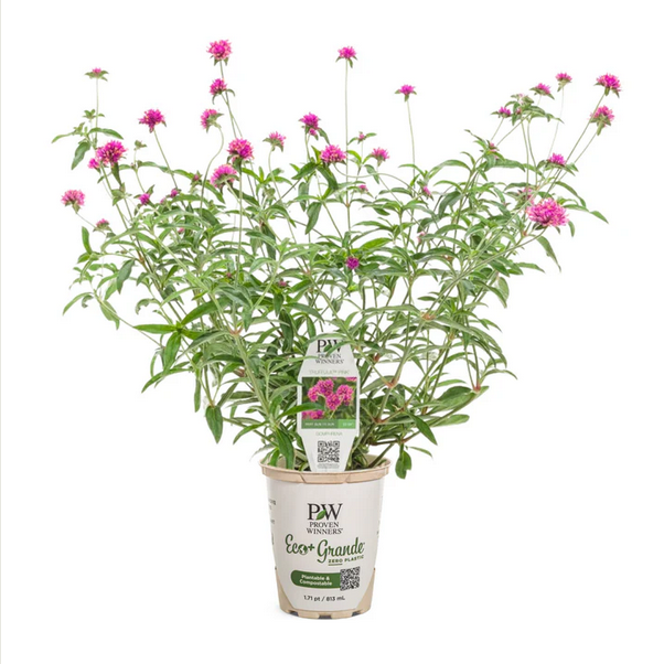 Proven Winners Direct Truffula Pink (Gomphrena)