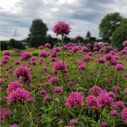 Proven Winners Direct Truffula Pink (Gomphrena)