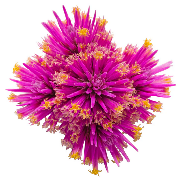 Proven Winners Direct Truffula Pink (Gomphrena)