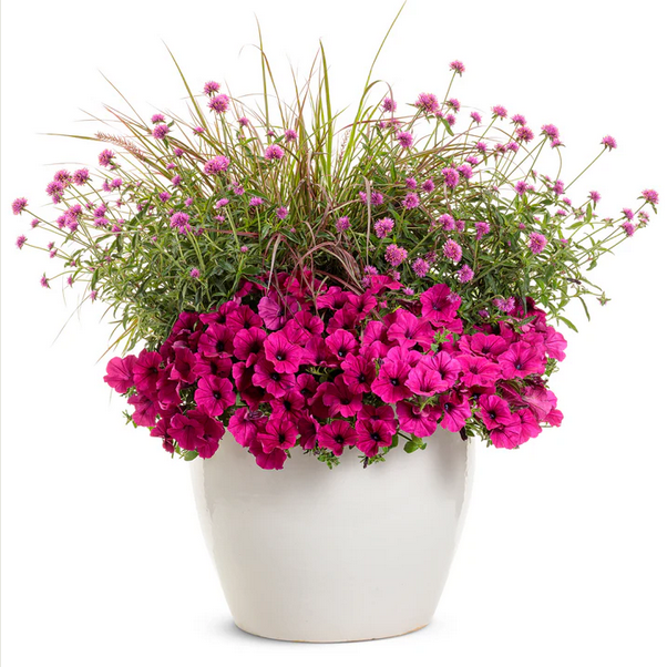 Proven Winners Direct Truffula Pink (Gomphrena)