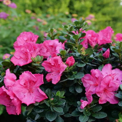 Proven Winners Direct Perfecto Mundo Epic Pink Reblooming Azalea (Rhododendron)