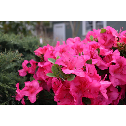 Proven Winners Direct Perfecto Mundo Epic Pink Reblooming Azalea (Rhododendron)