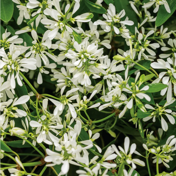 Proven Winners Direct Diamond Snow (Euphorbia)