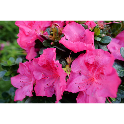 Proven Winners Direct Perfecto Mundo Epic Pink Reblooming Azalea (Rhododendron)