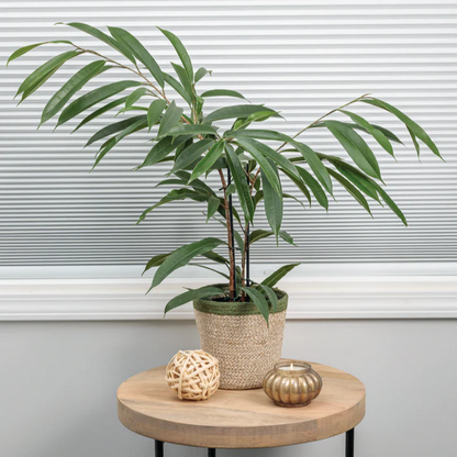 Proven Winners Direct Cling-On Ficus 'Amstel King' (Maclellandii)