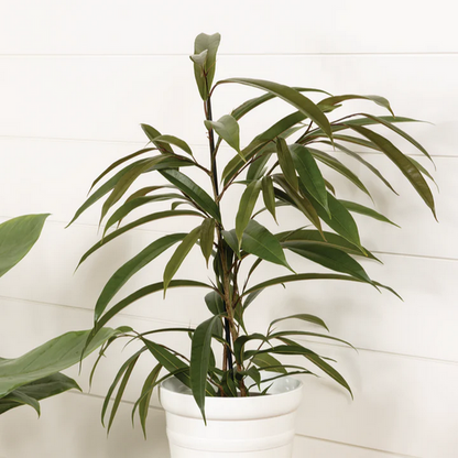 Proven Winners Direct Cling-On Ficus 'Amstel King' (Maclellandii)