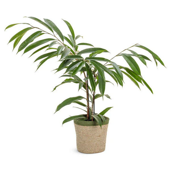 Proven Winners Direct Cling-On Ficus 'Amstel King' (Maclellandii)