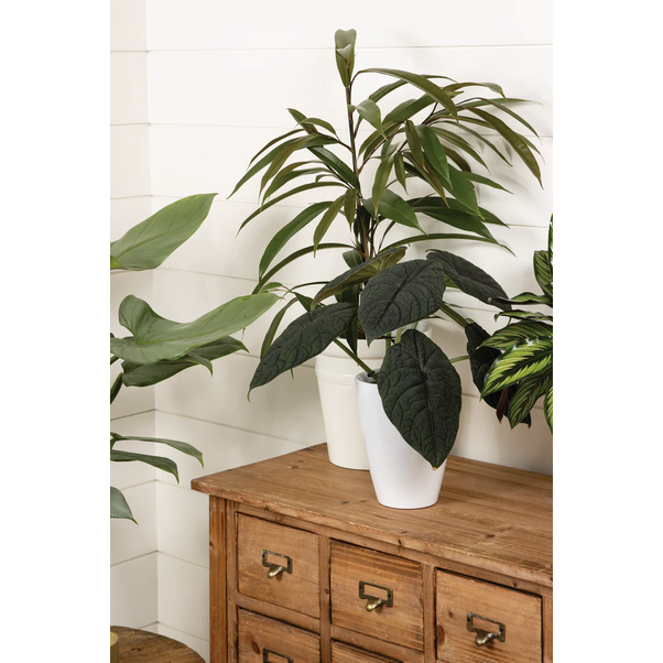 Proven Winners Direct Cling-On Ficus 'Amstel King' (Maclellandii)