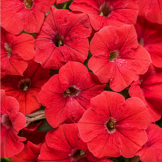 Proven Winners Direct Supertunia Really Red (Petunia)