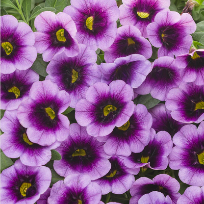 Proven Winners Direct Superbells Blue Moon Punch (Calibrachoa)