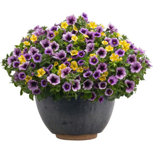 Proven Winners Direct Superbells Blue Moon Punch (Calibrachoa)