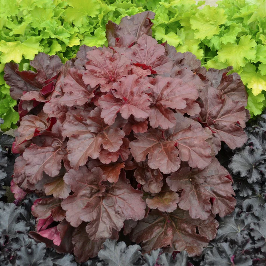 Proven Winners Direct Primo 'Mahogany Monster' Coral Bells (Heuchera)