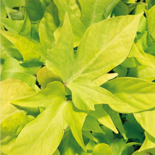 Proven Winners Direct Proven Accents 'Sweet Caroline Light Green' (Ipomoea)