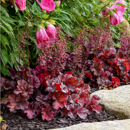 Proven Winners Direct Primo 'Mahogany Monster' Coral Bells (Heuchera)