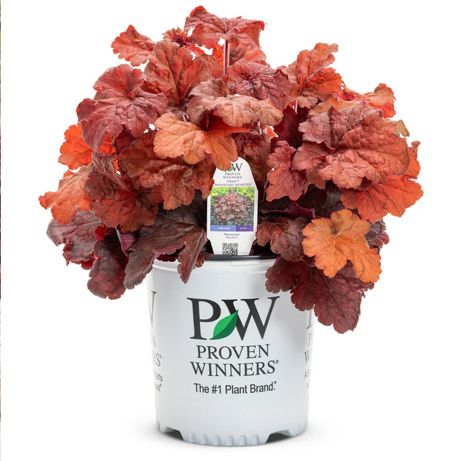 Proven Winners Direct Primo 'Mahogany Monster' Coral Bells (Heuchera)