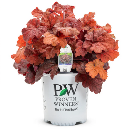 Proven Winners Direct Primo 'Mahogany Monster' Coral Bells (Heuchera)