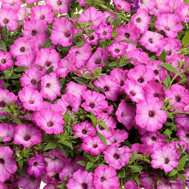 Proven Winners Direct Supertunia Tiara Pink (Petunia) - New Proven Winners Variety 2024