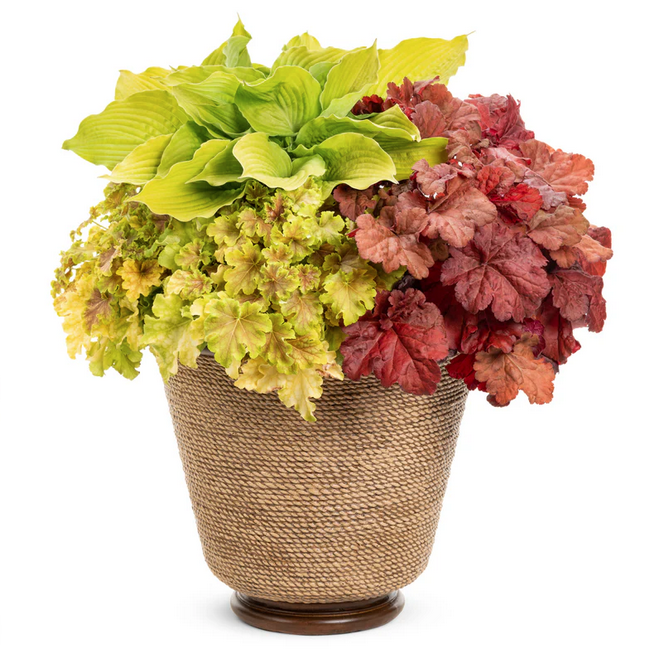 Proven Winners Direct Primo 'Mahogany Monster' Coral Bells (Heuchera)