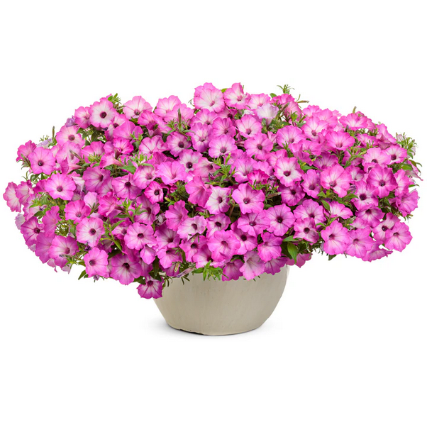 Proven Winners Direct Supertunia Tiara Pink (Petunia) - New Proven Winners Variety 2024