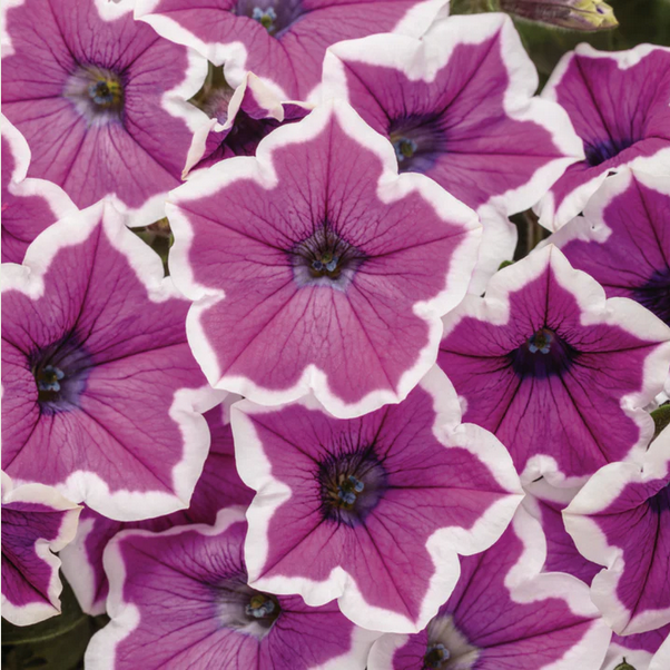 Proven Winners Direct Supertunia Hoopla Vivid Orchid (Petunia) - New Proven Winners Variety 2024