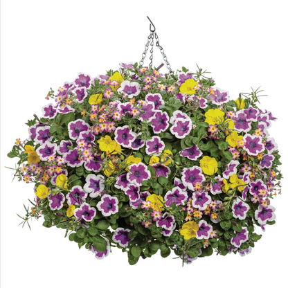 Proven Winners Direct Supertunia Hoopla Vivid Orchid (Petunia) - New Proven Winners Variety 2024