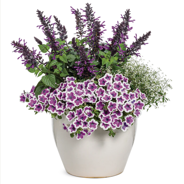 Proven Winners Direct Supertunia Hoopla Vivid Orchid (Petunia) - New Proven Winners Variety 2024