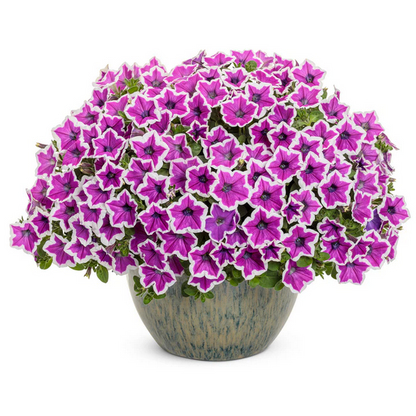 Proven Winners Direct Supertunia Hoopla Vivid Orchid (Petunia) - New Proven Winners Variety 2024