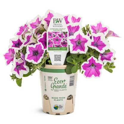 Proven Winners Direct Supertunia Hoopla Vivid Orchid (Petunia) - New Proven Winners Variety 2024