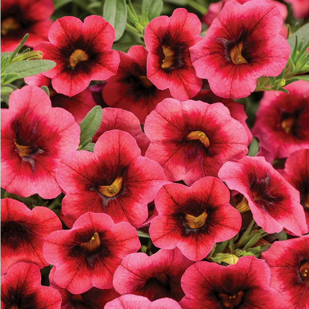 Proven Winners Direct Supertunia Superbells Watermelon Punch (Calibrachoa)