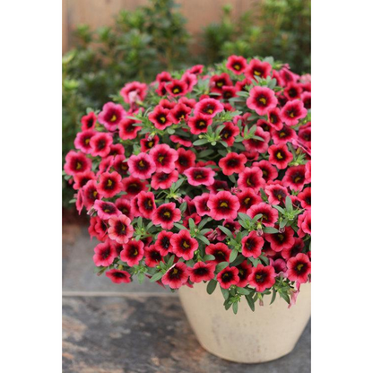 Proven Winners Direct Supertunia Superbells Watermelon Punch (Calibrachoa)