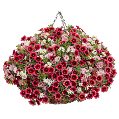 Proven Winners Direct Supertunia Superbells Watermelon Punch (Calibrachoa)