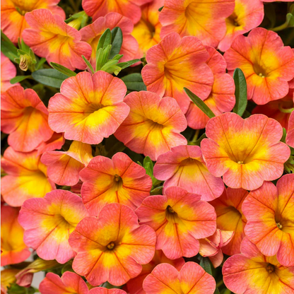 Proven Winners Direct Superbells Coral Sun (Calibrachoa)