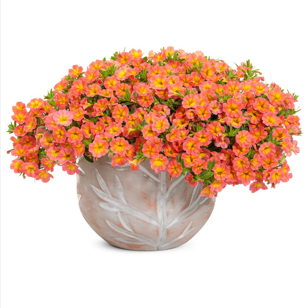 Proven Winners Direct Superbells Coral Sun (Calibrachoa)