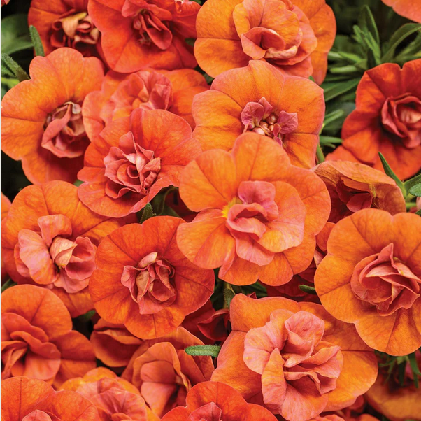 Proven Winners Direct Superbells Double Orange (Calibrachoa)