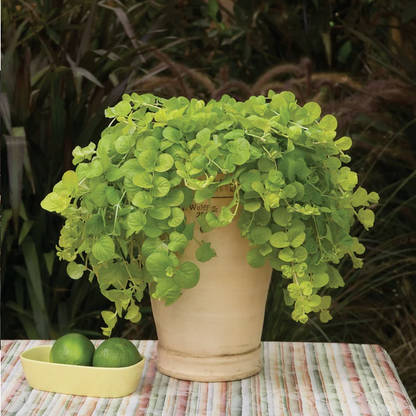 Proven Winners Direct Goldilocks Creeping Jenny (Lysimachia)