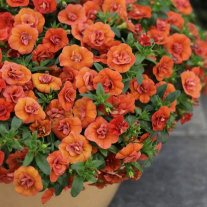 Proven Winners Direct Superbells Double Orange (Calibrachoa)