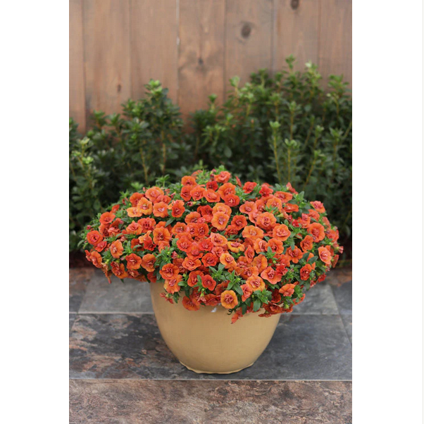 Proven Winners Direct Superbells Double Orange (Calibrachoa)