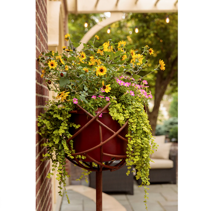 Proven Winners Direct Goldilocks Creeping Jenny (Lysimachia)