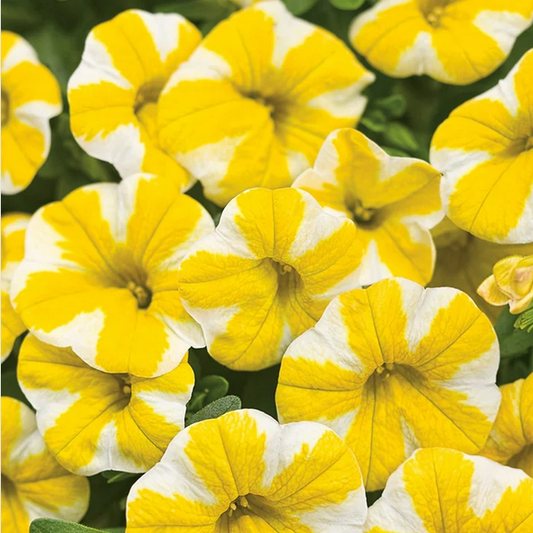 Proven Winners Direct Superbells Lemon Slice (Calibrachoa)