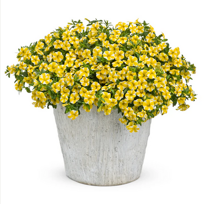 Proven Winners Direct Superbells Lemon Slice (Calibrachoa)