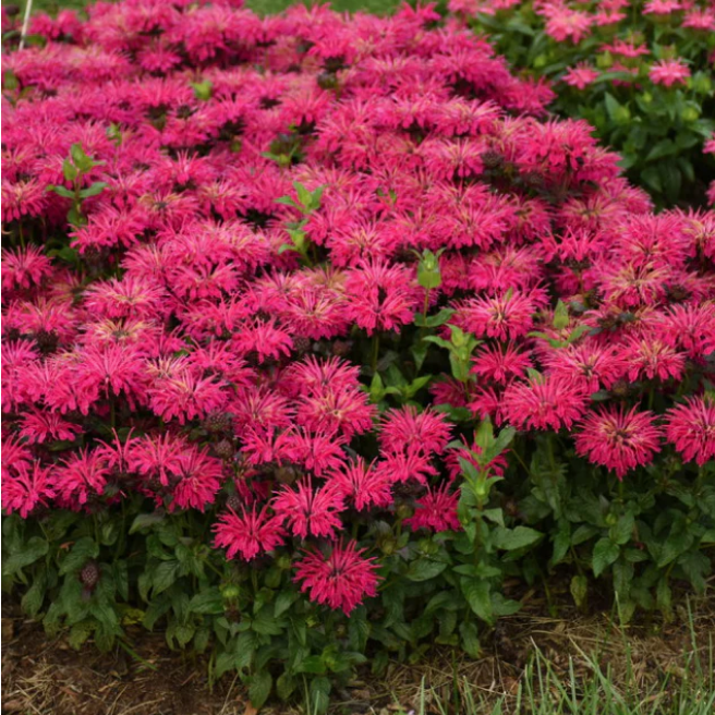 Proven Winners Direct 'Leading Lady Razzberry' Bee Balm (Monarda)