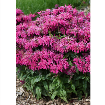 Proven Winners Direct 'Leading Lady Razzberry' Bee Balm (Monarda)