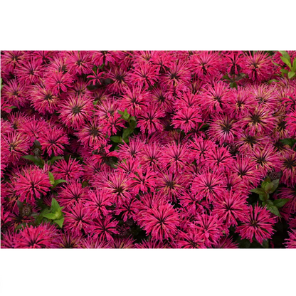 Proven Winners Direct 'Leading Lady Razzberry' Bee Balm (Monarda)