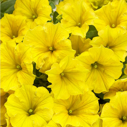 Proven Winners Direct Supertunia Mini Vista Yellow (Petunia)