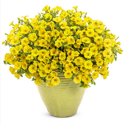 Proven Winners Direct Supertunia Mini Vista Yellow (Petunia)